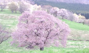 CA3G03540002.jpg