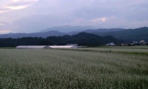 CA3G1043_2.jpg